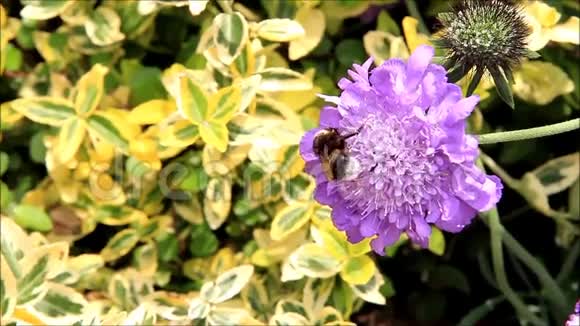 大黄蜂在沙比奥沙花上视频的预览图