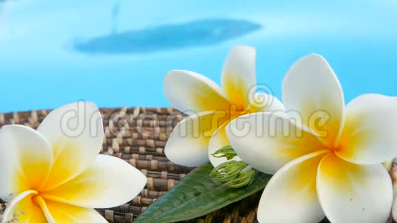 新鲜的白色凤仙花热带奇花蓝色游泳池的水视频的预览图