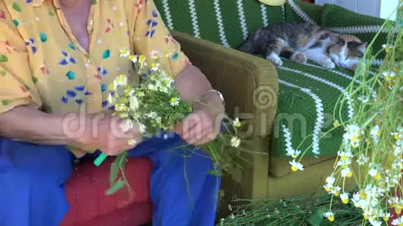 草药师奶奶手摘洋甘菊和塔比猫4K视频的预览图