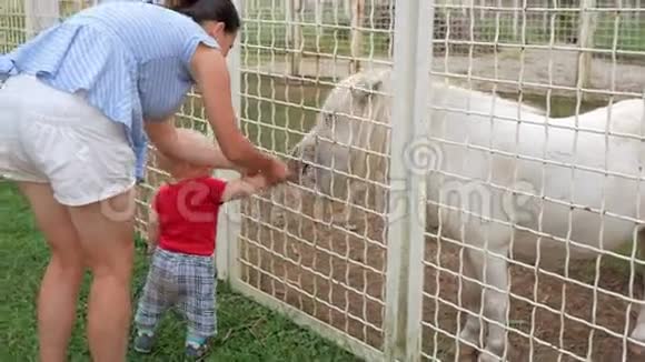 动物园里可爱的孩子和他妈妈一起喂草小马马快乐地吃东西视频的预览图