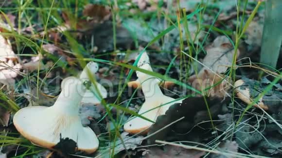鲜切蘑菇用刀躺在草地上在绿草和干燥的森林里采蘑菇视频的预览图