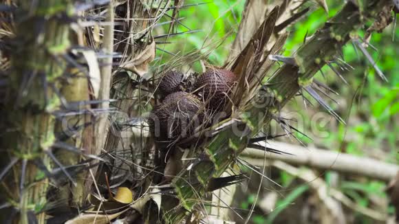 咸在树上生长的蛇果印度尼西亚巴厘视频的预览图