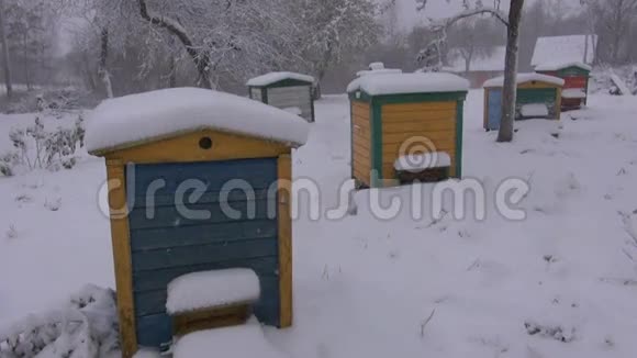 花园里的五彩蜂窝和暴风雪视频的预览图