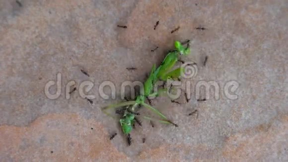 蚂蚁攻击并吃绿色的蚱蜢视频的预览图