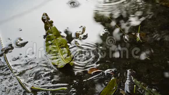 干芒果叶落在地上下着雨视频的预览图