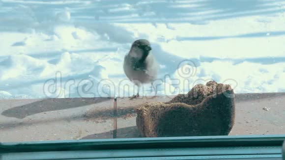 窗台上的鸟嘴面包冬天一只山雀飞来把窗户窗台上的面包变成一只视频的预览图
