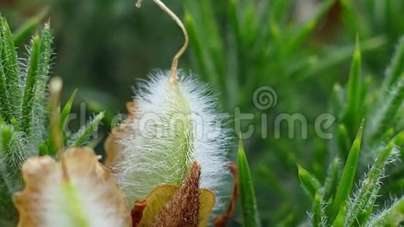 开花植物宏4K视频的预览图