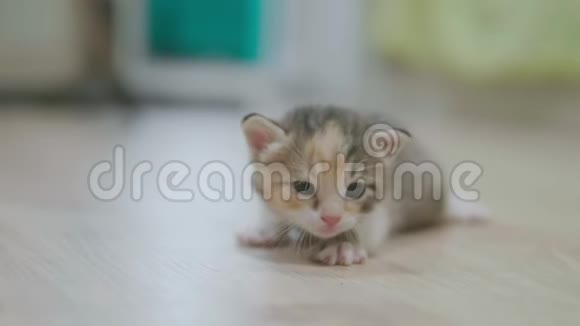小猫绕着房间慢动作视频走第一步可爱的三色小猫猫的生活方式视频的预览图