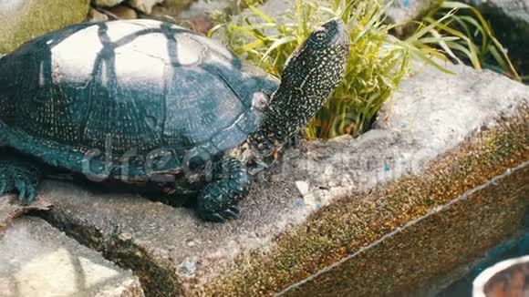 一只大黑海龟坐在靠近人工池塘的公园里视频的预览图