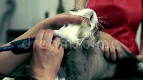 新郎在理发美容猫把猫毛整理好视频的预览图