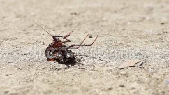 蚂蚁在移动死甲壳虫视频的预览图
