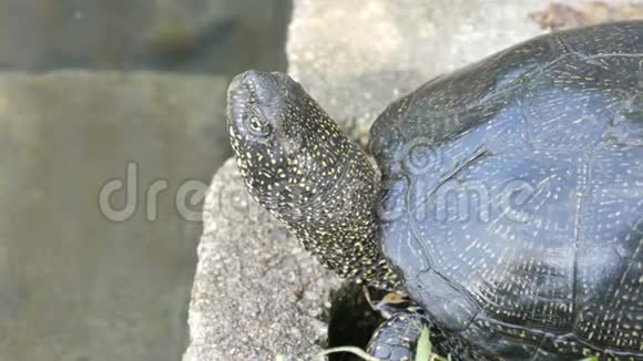 一只大黑海龟坐在靠近人工池塘的公园里视频的预览图