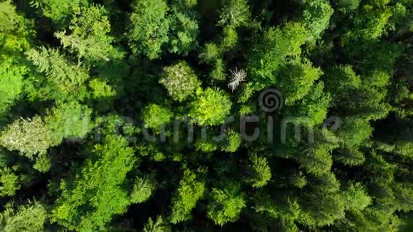 飞越森林奇妙的自然景观视频的预览图