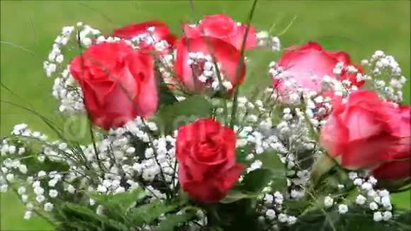 红色玫瑰花束白色果蝇视频的预览图
