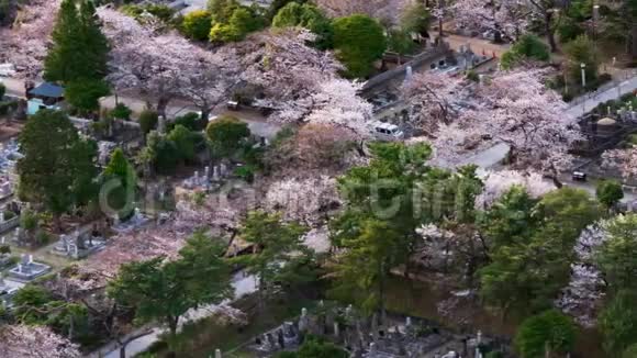 日本东京青山墓园樱花时间流逝视频的预览图