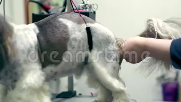 在美容店刷狗狗舍视频的预览图