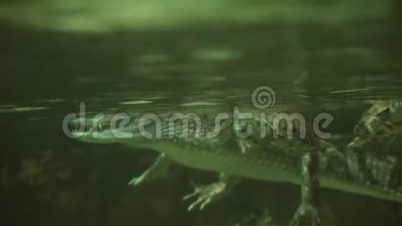 带光谱的凯曼鳄鱼又称白凯曼或普通凯曼股票录像视频的预览图