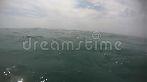 人在海水中游泳视频的预览图