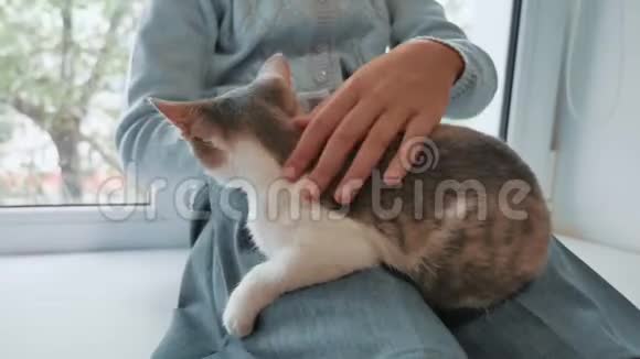 喜玩儿童女与她的猫坐窗台日落小女孩玩宠物生活方式猫白视频的预览图