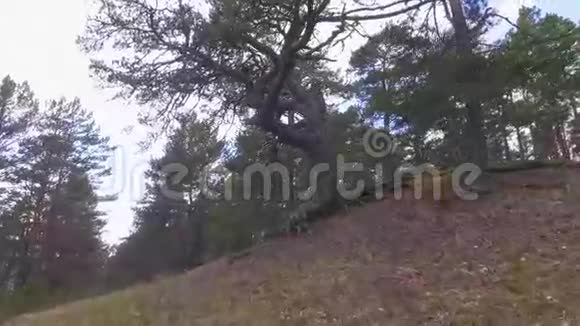 一片森林中的树根视频的预览图