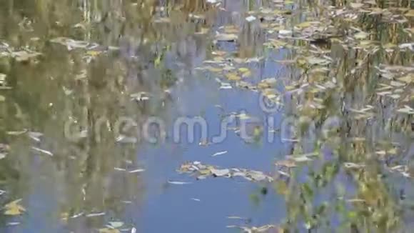 池塘的秋色视频的预览图