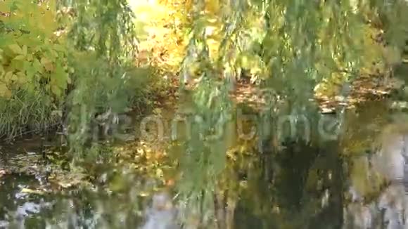 池塘的秋色视频的预览图