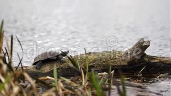 海龟在原木上晒太阳视频的预览图