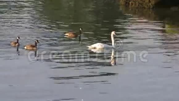 天鹅和鹅在水中游泳视频的预览图