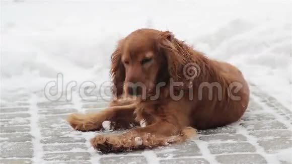 冬天的狗英语公鸡蜘蛛视频的预览图