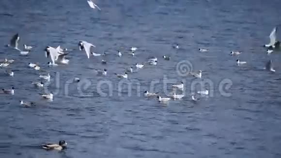 许多海鸥在蓝水上飞翔在水中飞翔视频的预览图