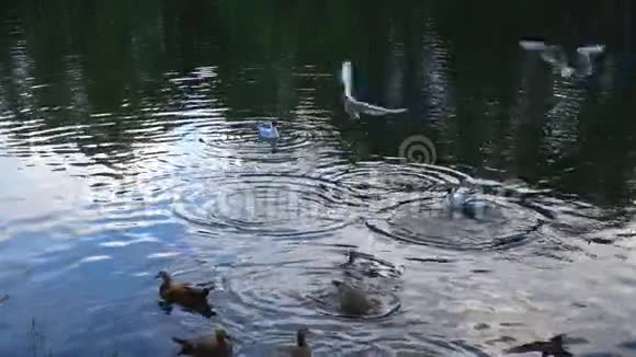 海鸥和鸭子在城市池塘上空飞行的慢动作视频视频的预览图