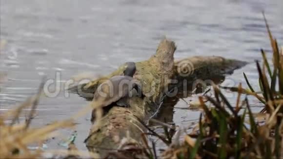 海龟在原木上晒太阳视频的预览图