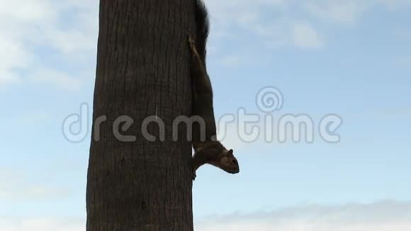松鼠在蓝天棕榈树树干上低头视频的预览图