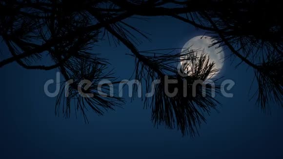 月亮在尖尖的树枝后面视频的预览图