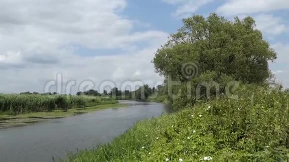 夏时德国勃兰登堡的哈维尔河景观柳树长河视频的预览图