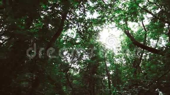 绿色针叶林中的日光夏季自然视频的预览图