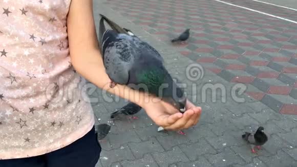 小女孩用手在城市的街道上喂鸽子葵花籽视频的预览图