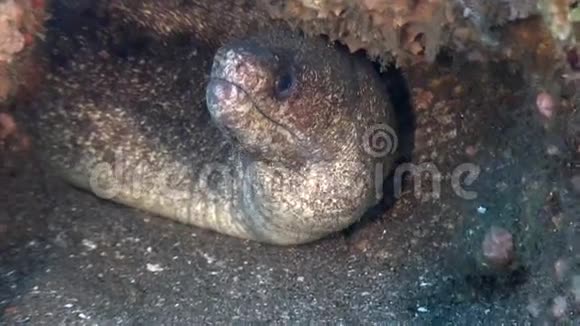 菲律宾野生动物世界海底的莫雷视频的预览图
