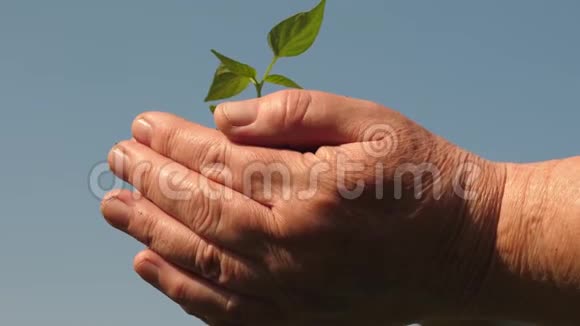 幼芽在农夫手中园丁们的双手捧着一棵绿苗在手掌上顶着天空视频的预览图