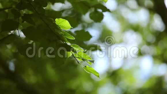 视频背景与绿色树叶视频的预览图