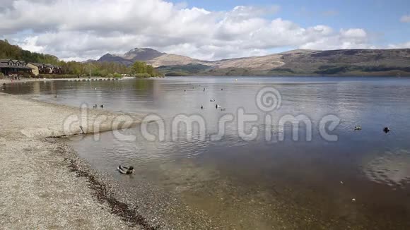 苏格兰洛蒙德湖英国特罗斯克斯国家公园在平静的一天与鸭子和山脉苏格兰旅游目的地视频的预览图