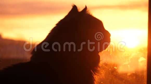 美丽的缅因州浣熊猫坐在窗户上看日落时的阳光3840x2160视频的预览图