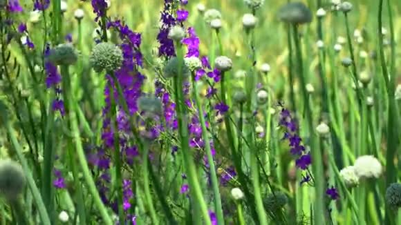 蝴蝶结中间的紫色花朵种子可以看到视频的预览图