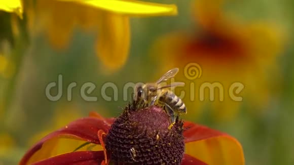 蜜蜂爬在鲁德贝克亚的花上飞走了超级慢动作宏夹250fps视频的预览图