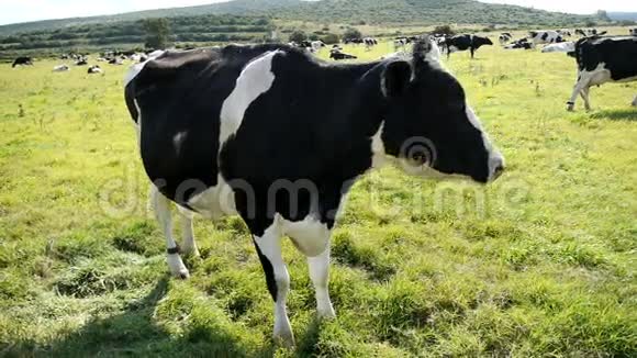 绿野中的大型奶牛视频的预览图