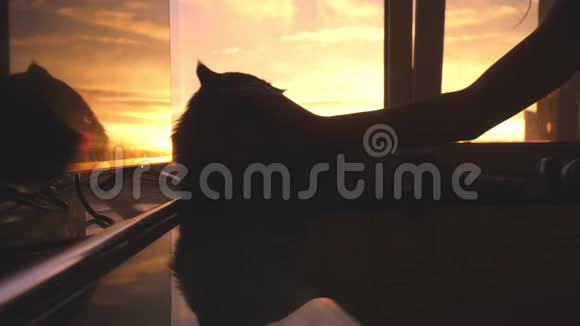 美丽的缅因州猫坐在窗户上看日落时的阳光女人的手抚摸着猫3840x2160视频的预览图