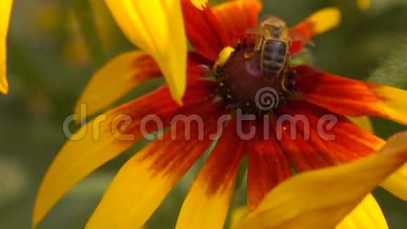 蜜蜂在黄色的锥花上爬行然后飞走了超级慢动作宏视频250fps视频的预览图