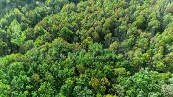 秋天的森林飞翔绿树冠景视频的预览图