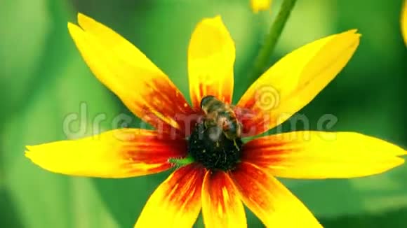 蜜蜂在黄色的锥花上爬行然后飞走了4K宏视频生动的颜色版本视频的预览图