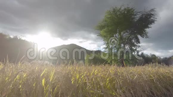 中国北京农村稻田黄金收获视频的预览图